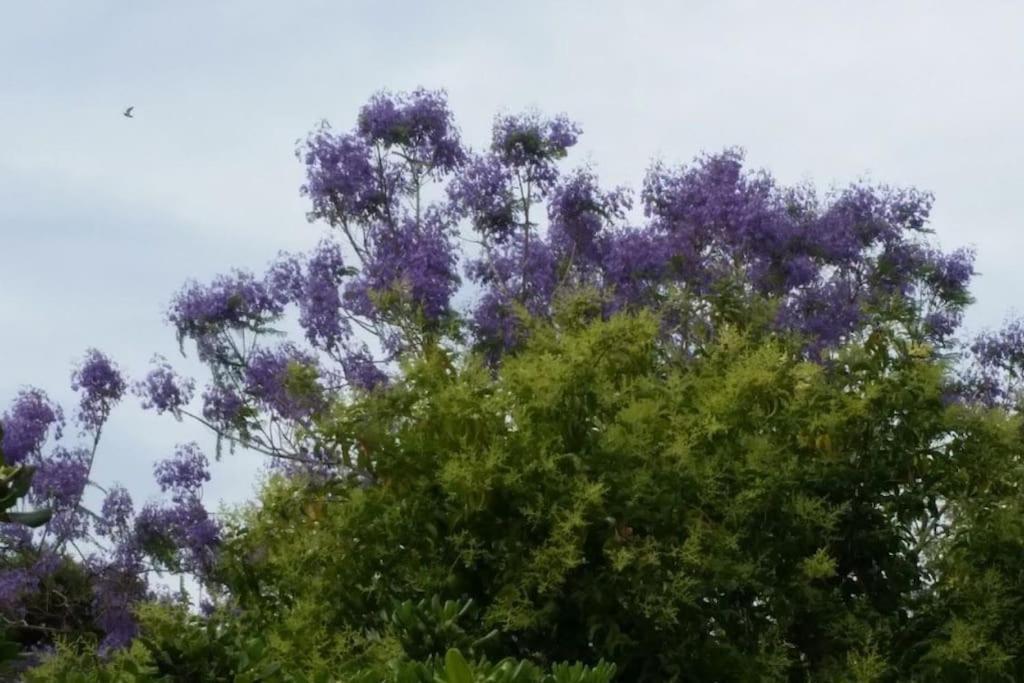 Casetta Jacaranda Apartment Genoa